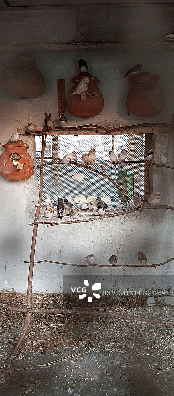 斑胸草雀群笼图片素材