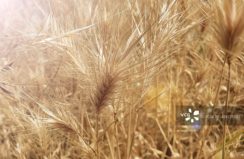 阳光下的麦田图片素材