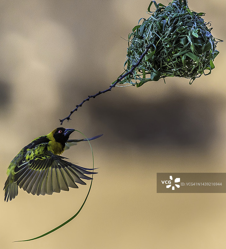 马赛马拉的雄性黑头织布鸟图片素材