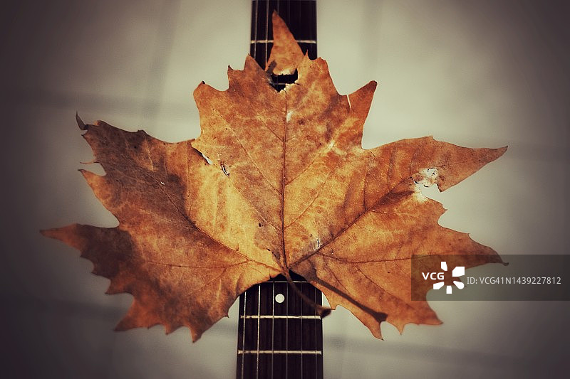 带有秋季落叶的吉他把手图片素材