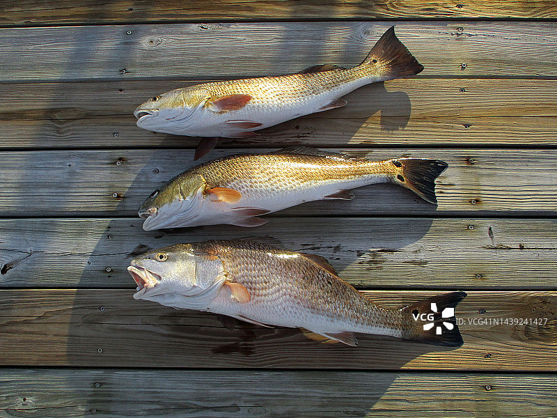 日落下的三条红鱼图片素材