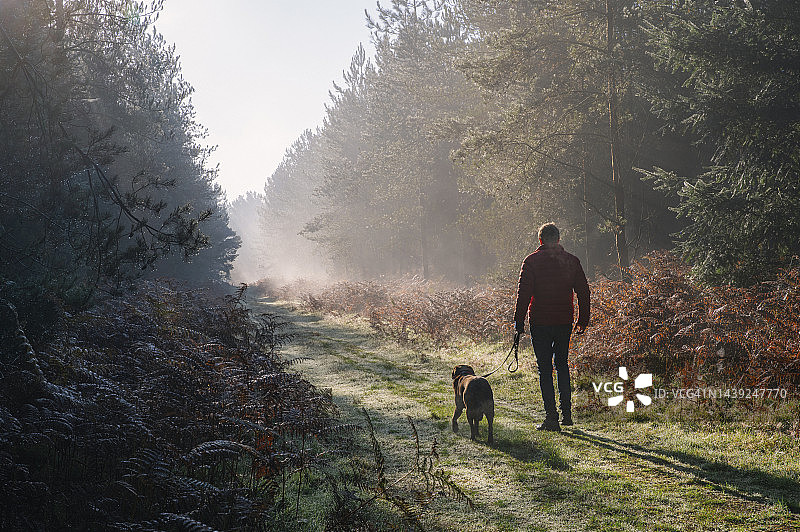 在一个阳光明媚的早晨，一个男人沿着秋天的森林小径遛狗的美丽后视图图片素材