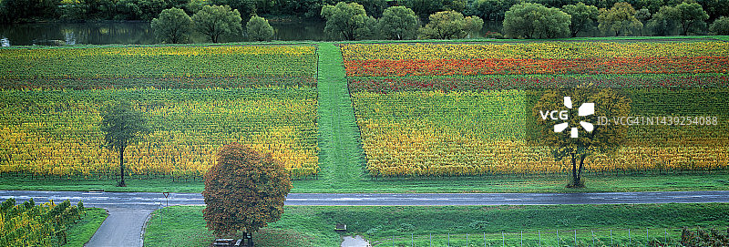 德国秋季的葡萄园图片素材