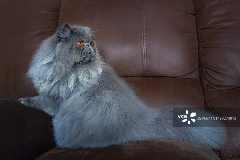 在客厅里放松的美丽蓝色波斯猫图片素材