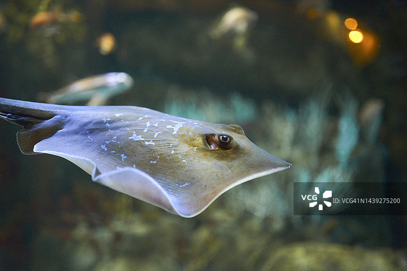 水下移动的斑点黄貂鱼，背景中有一些鱼在游动图片素材
