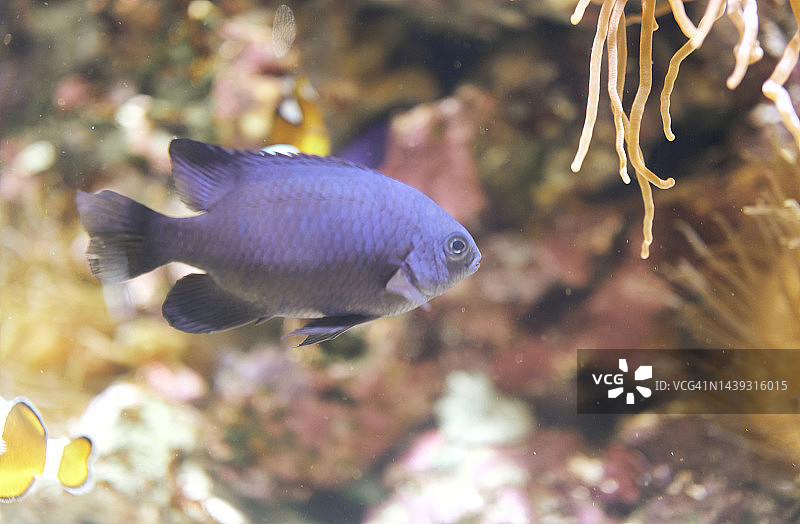 蓝色的点纹蝴蝶鱼，平静地在其栖息地中游泳，周围环绕着珊瑚和小丑鱼图片素材