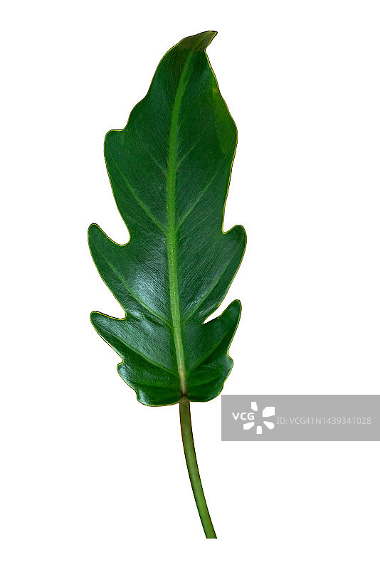 红宝石喜林芋绿叶图案，热带森林叶子，白色背景，组合切割路径图片素材