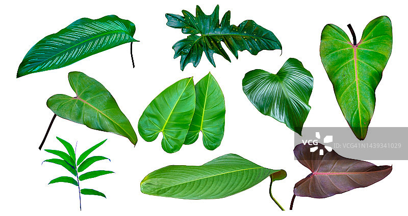 绿色的叶子孤立在白色的背景上图片素材