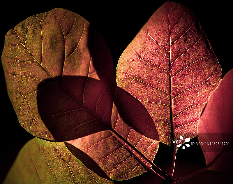 色彩饱和的紫叶烟树图片素材