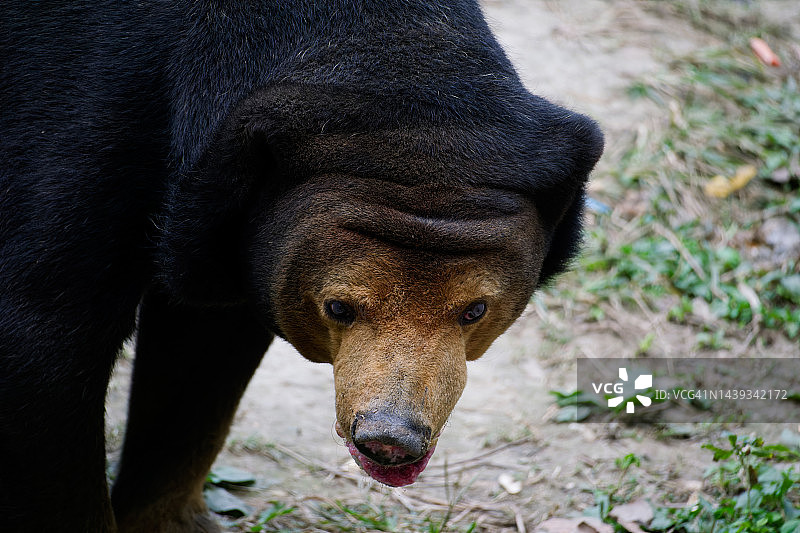 特写：马来熊图片素材