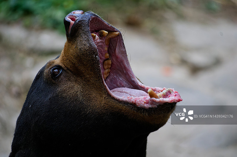 特写：马来熊图片素材