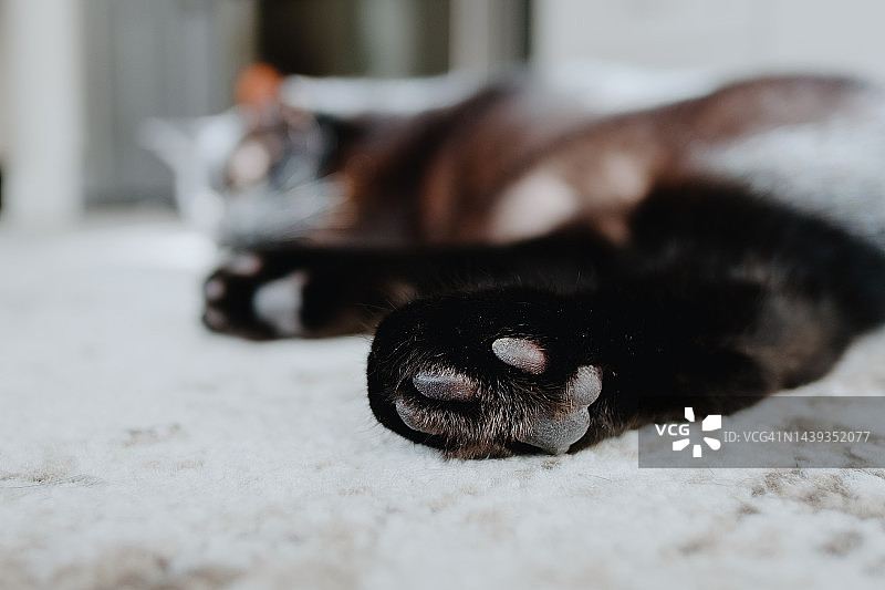 黑猫在地毯上小憩图片素材