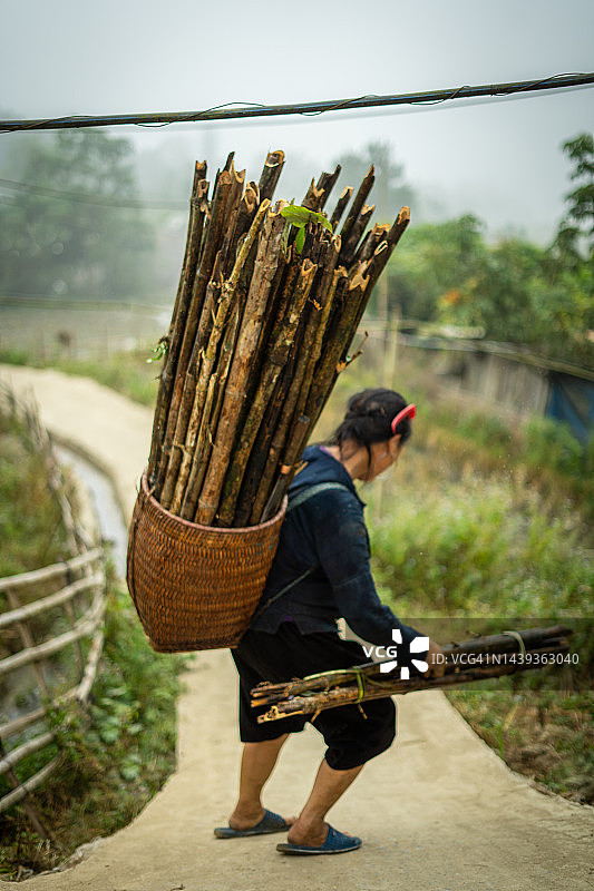 在越南沙巴拿着一篮树枝的女人图片素材
