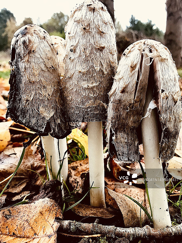 晚秋生长的鬼笔菌图片素材