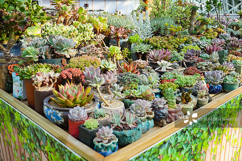 多肉植物图片素材