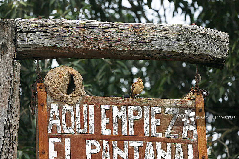 潘塔纳尔湿地灶鸟图片素材