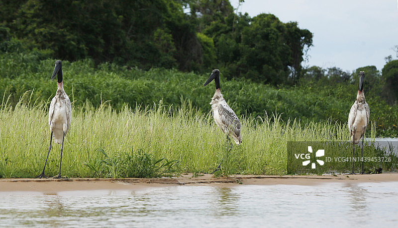 潘塔纳尔湿地的美洲鹮图片素材