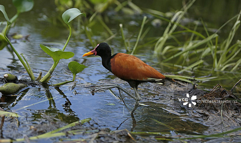潘塔纳尔水雉图片素材