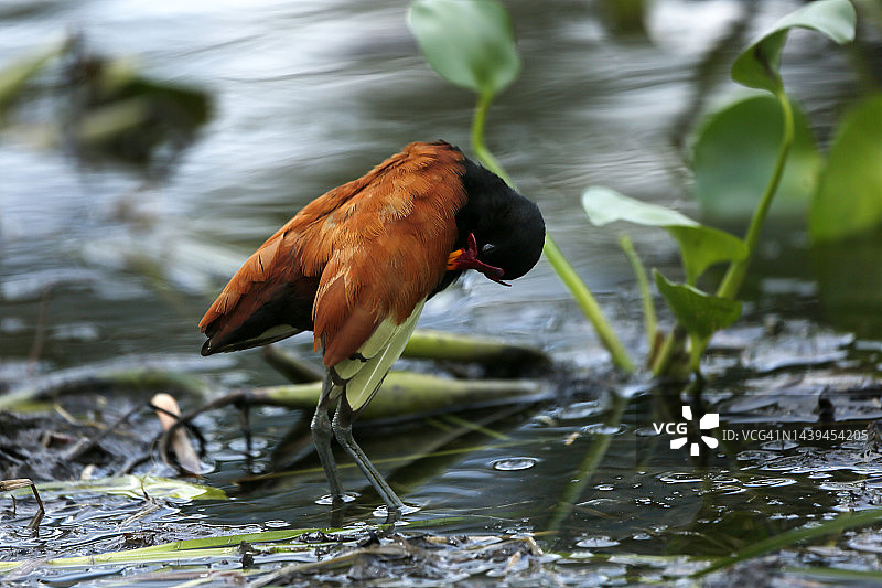 潘塔纳尔湿地水雉图片素材