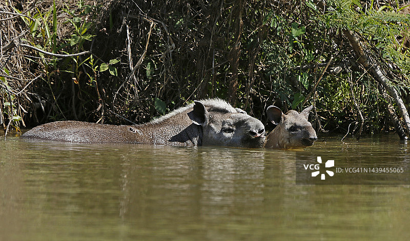 潘塔纳尔湿地貘图片素材