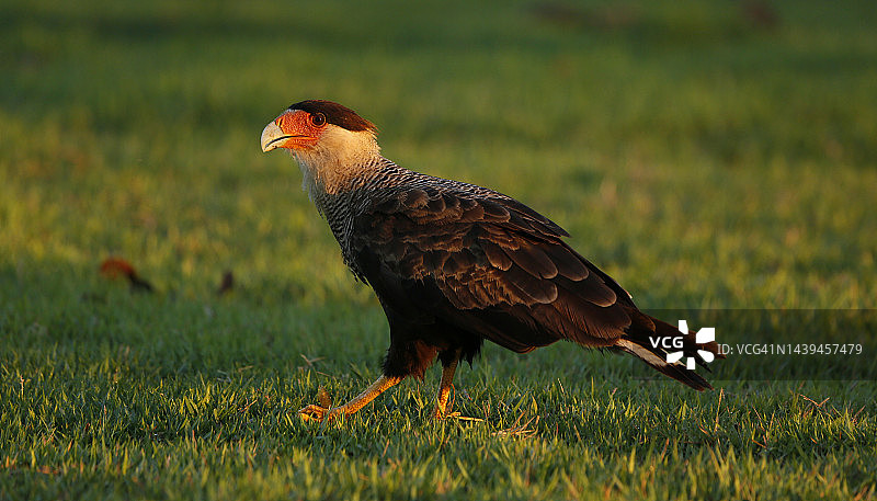 潘塔纳尔卡拉鹰图片素材