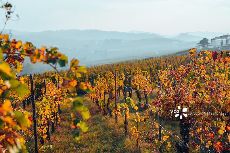 皮亚琴察山丘，秋季的葡萄园图片素材
