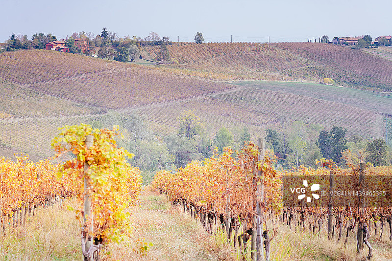 皮亚琴察山丘，秋季的葡萄园图片素材
