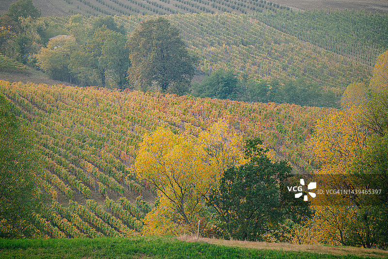 皮亚琴察山丘，秋季的葡萄园图片素材