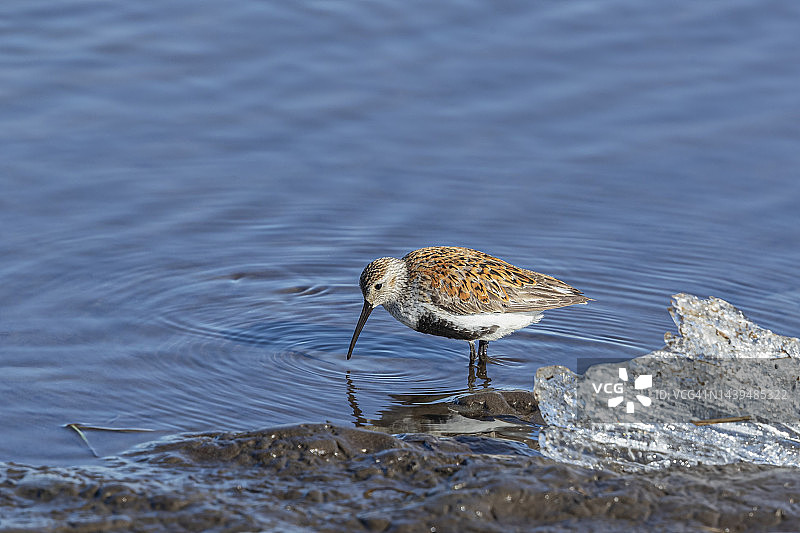敦林鸟图片素材