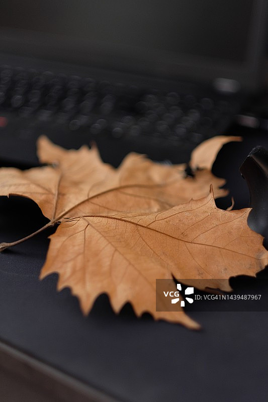 黑色桌子上的树叶、鼠标和电脑图片素材