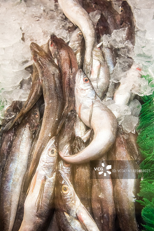 鱼店出售的蓝鳕鱼图片素材