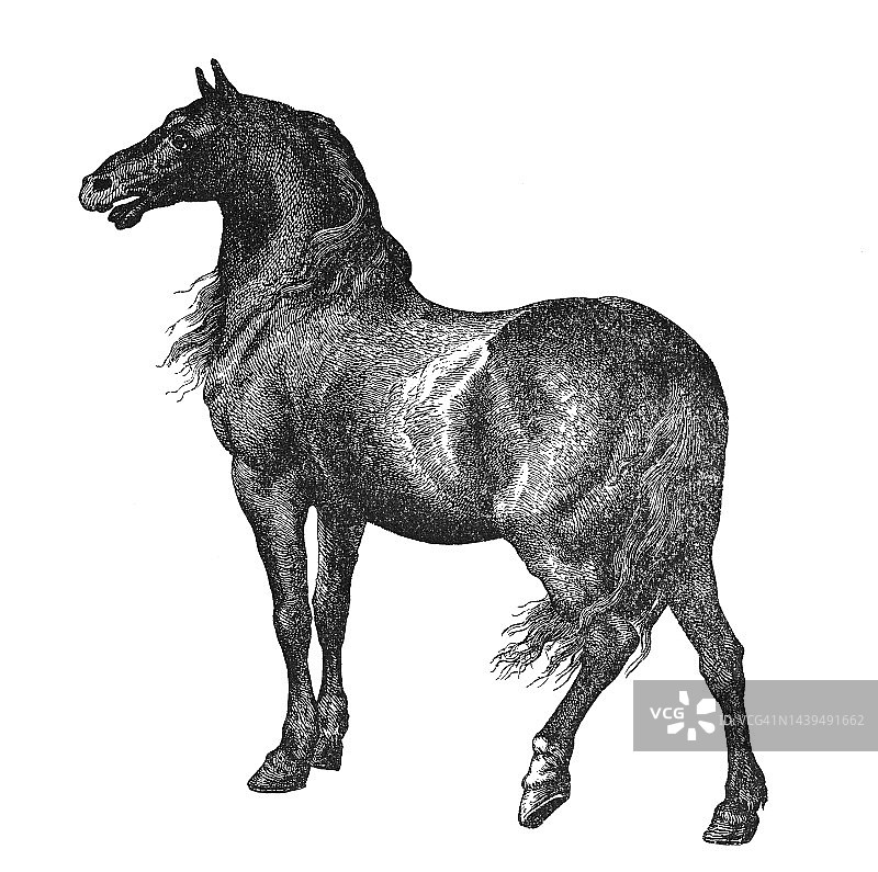 荷兰马的古老雕刻插图，马科动物解剖学图片素材