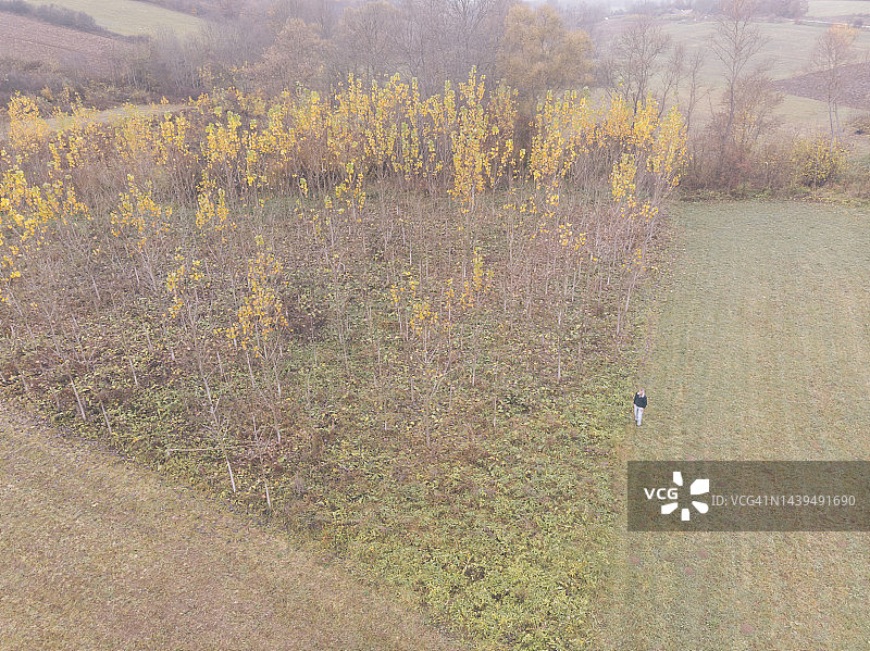 泡桐树幼苗种植园图片素材
