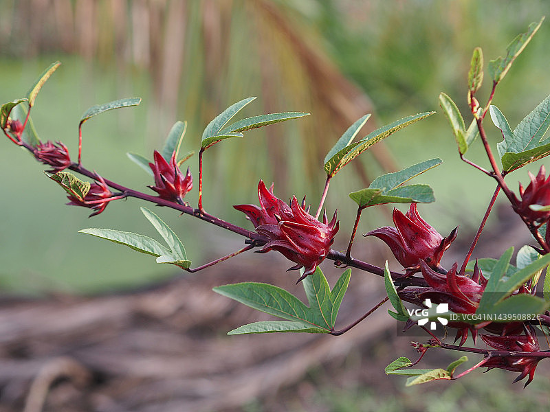 花园中盛开的洛神花红色果实，自然背景虚化，选择性聚焦图片素材