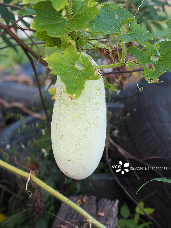 冬瓜，花园中的绿色蔬菜图片素材