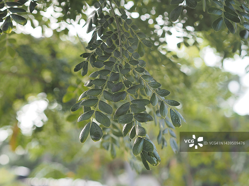 雨树绿叶图片素材
