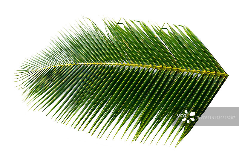 白色背景上的椰子叶图片素材