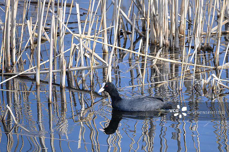 剑桥郡乌斯芬自然保护区水面上的骨顶鸡图片素材