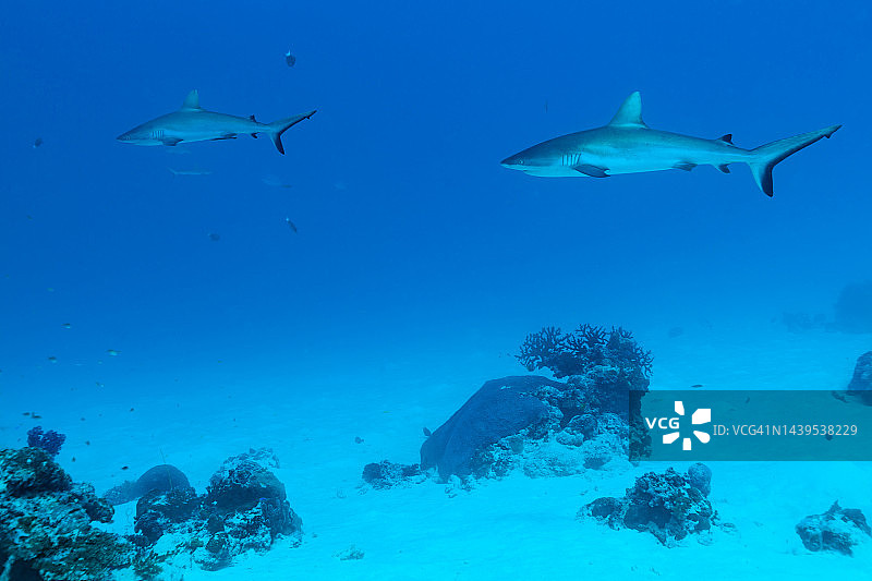 帕劳德国水道的黑尾礁鲨图片素材