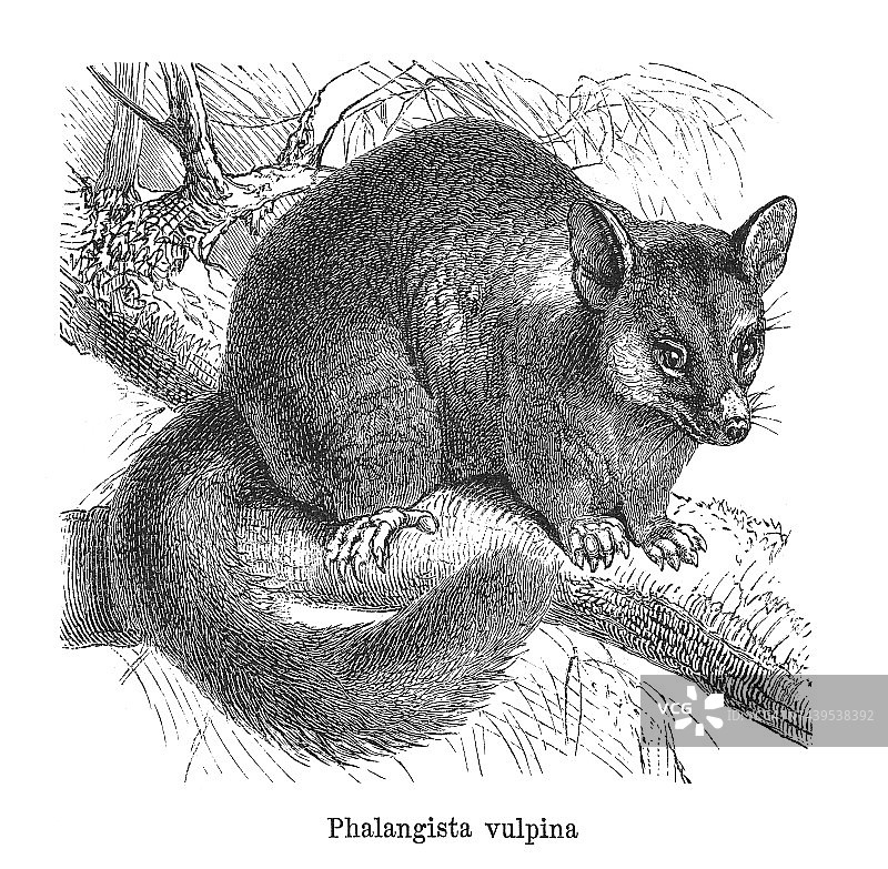 狐狸或刷尾负鼠（Phalangista vulpina）的古老版画插图图片素材