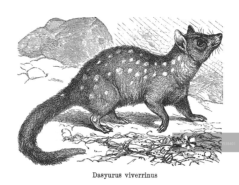 东部袋鼬古版画图片素材