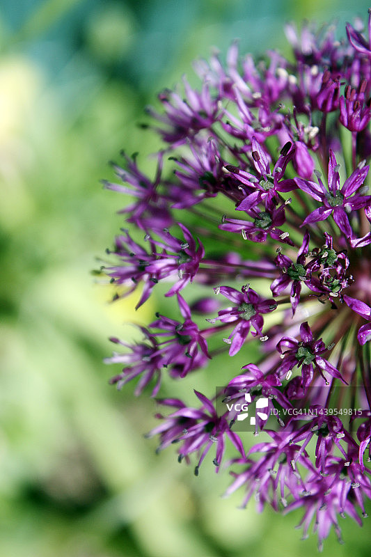 韭葱花图片素材