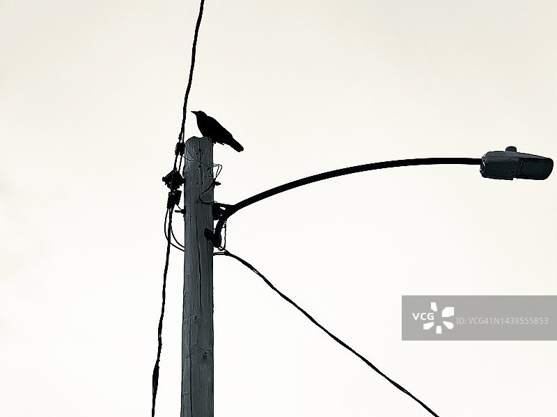 电线杆上的乌鸦或黑鸟图片素材