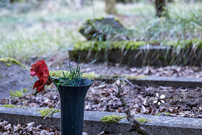 古老墓地上的玫瑰与墓碑图片素材