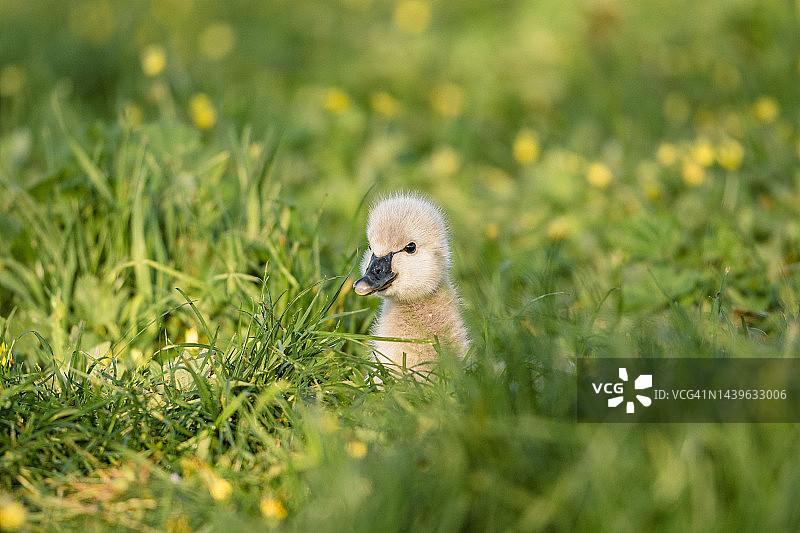 墨尔本阿尔伯特公园的小天鹅图片素材