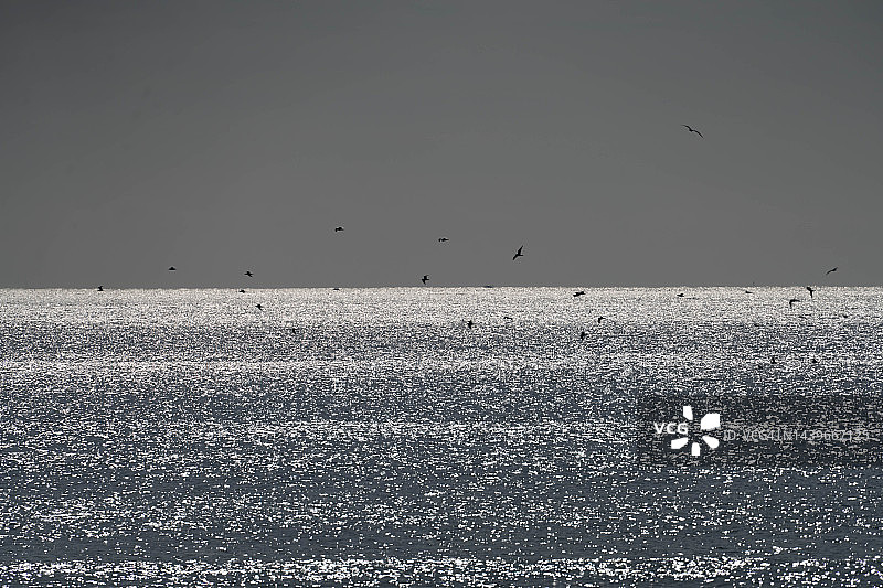 海鸥飞过日本神奈川的阳光海滩图片素材