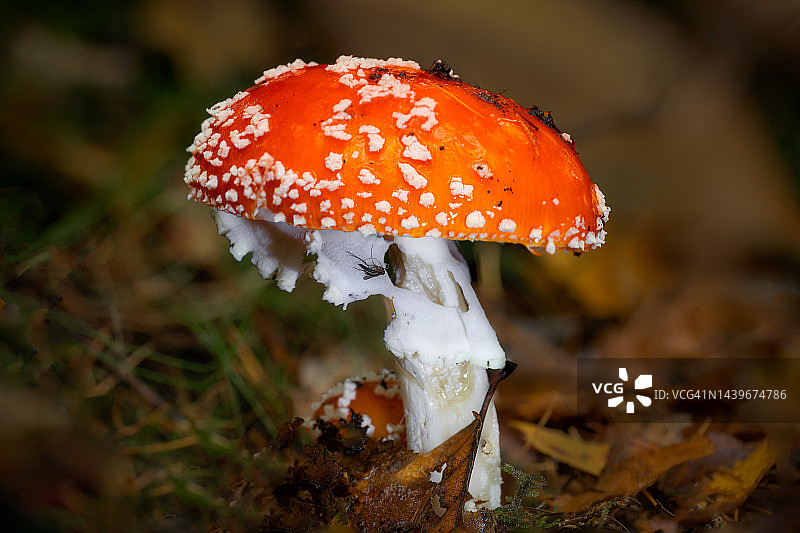 飞行伞菌图片素材