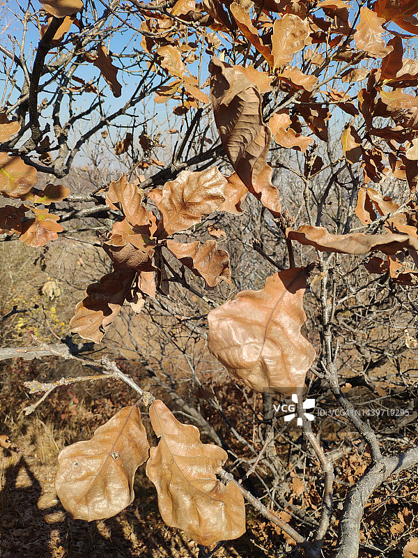 秋天的橡树叶图片素材