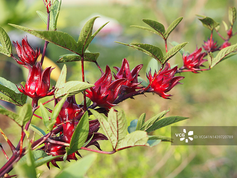 花园中盛开的洛神花红色果实，自然背景虚化，选择性聚焦图片素材