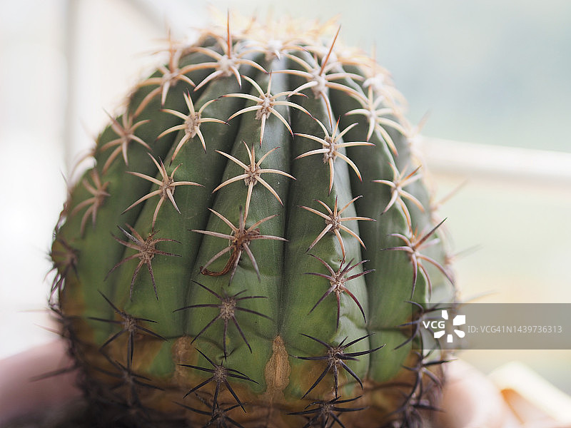 秘鲁天轮柱仙人掌图片素材